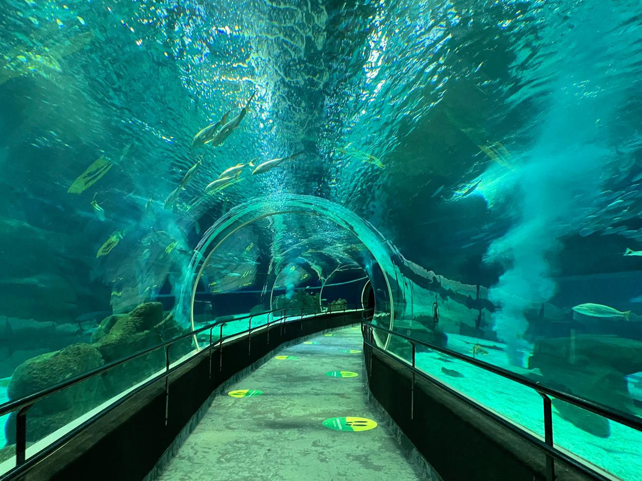 tunel_aquario